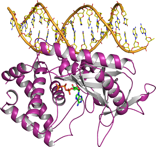 cGAS enzyme structure